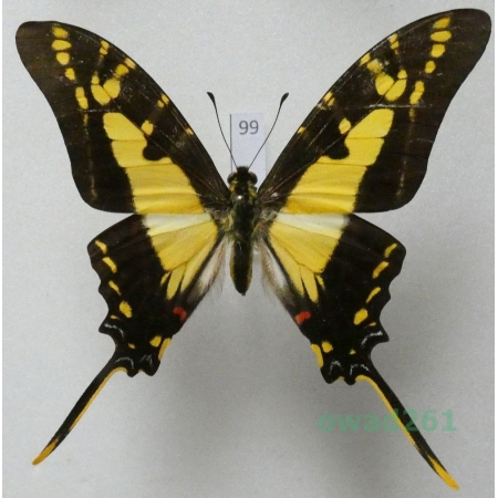 Protographium thyastes (Drury, 1782) Peru 81mm99